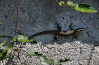 Podarcis muralis, Karlovo