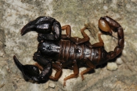 Euscorpius sp. ve Staré Planině