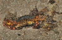 Triturus (karelinii) arntzeni