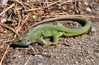 Lacerta trilineata dobrogica, Shumen