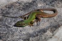 Lacerta viridis