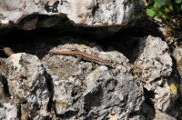 Podarcis muralis