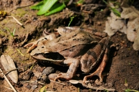 Rana dalmatina, Ropotamo