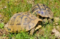 Testudo hermanni, Ropotamo