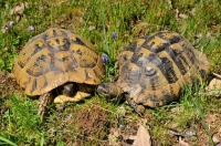 Testudo hermanni