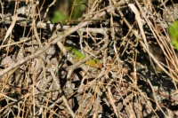 Lacerta viridis