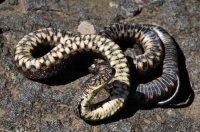 Natrix tessellata, Ropotamo