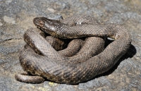 Natrix tessellata