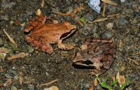 Rana dalmatina