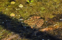 Pelophylax sp. by Arkutino