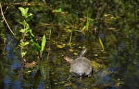 Emys orbicularis, Arkutino