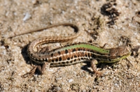 Podarcis tauricus, Arkutino