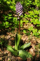 Orchis purpurea, Ropotamo