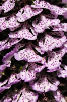 Orchis purpurea