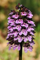 Orchis purpurea