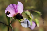 Lathyrus sp. and...?