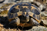 Testudo graeca