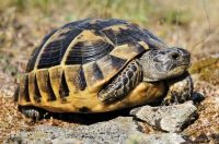 Testudo graeca