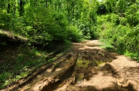 Lokality of S. salamandra and B. variegata, Malko Gradište pass