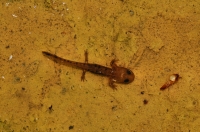 Juvenile of Salamandra salamandra