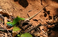 Lacerta viridis, Malko Gradište pass