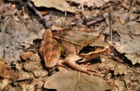 Rana dalmatina