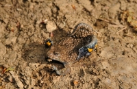 Bombina variegata