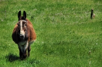 Donkey, Malko Gradište