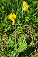 Primula veris