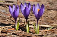 Crocus sp.