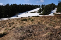 Locality of Zootoca vivipara and Vipera berus, Vitosha