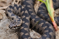 Vipera berus