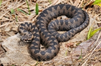 Vipera berus