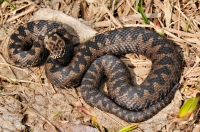 Vipera berus