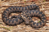 Vipera berus