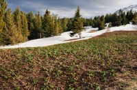 Vitosha