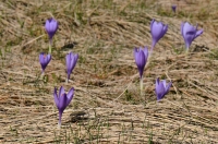 Crocus sp.