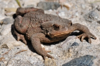 Bufo bufo, Vitoša