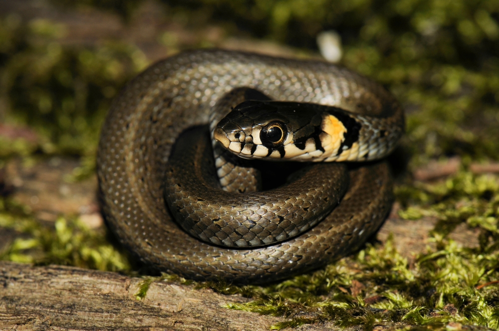 Grass snake