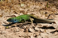 Lacerta viridis, Arkutino