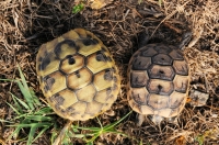 Testudo graeca, Sozopol