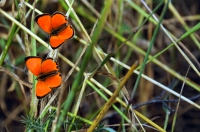 Lycaena ottomanus, Sozopol