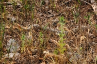 Dolichophis caspius, Sozopol