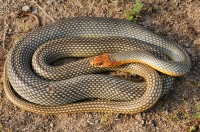 Dolichophis caspius, Sozopol