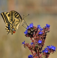 Papilio machaon, Arkutino