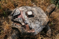 Tortoise, Arkutino