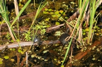 Emys orbicularis, Arkutino