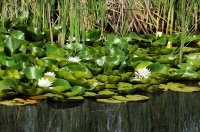 Nymphaea alba, Arkutino