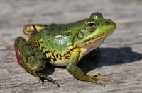 Pelophylax cf. ridibundus, Arkutino