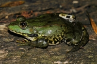 Pelophylax cf. ridibundus, Arkutino